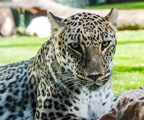 zoollower|Access to Zoo Madrid with Season Pass during the year